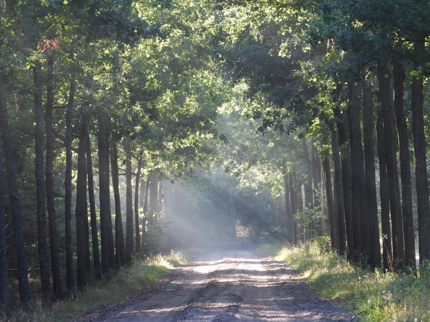 Huisdieren Crematorium Midden-Nederland