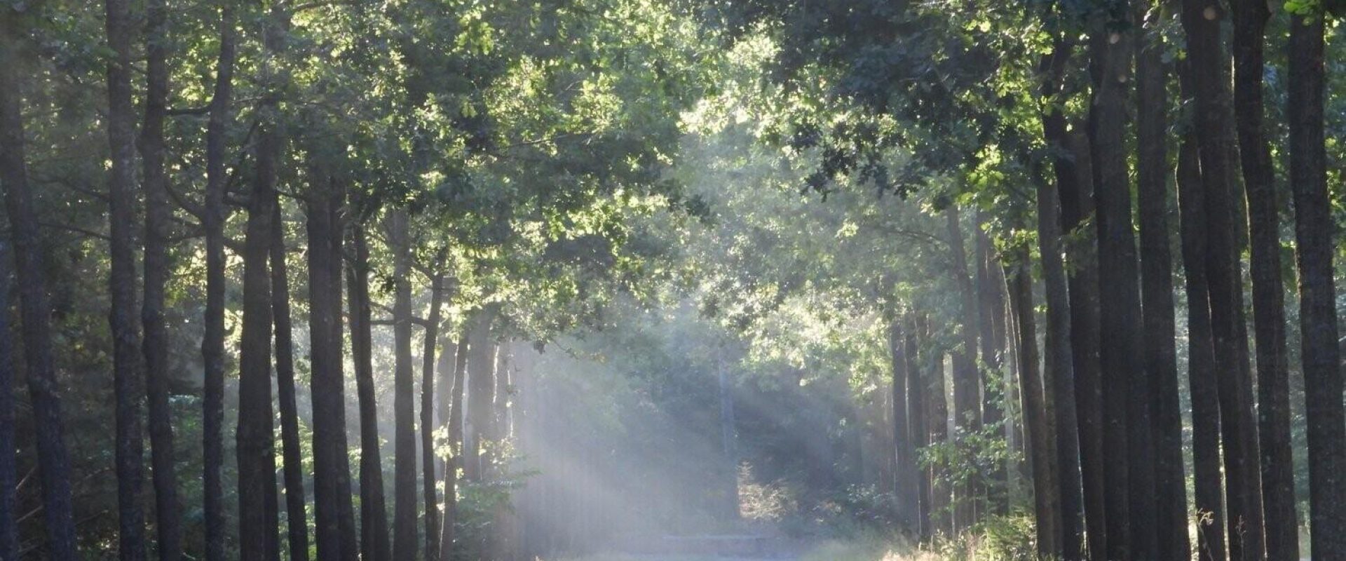 Dierencrematorium Almere